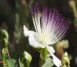 Capparis spinosa herb