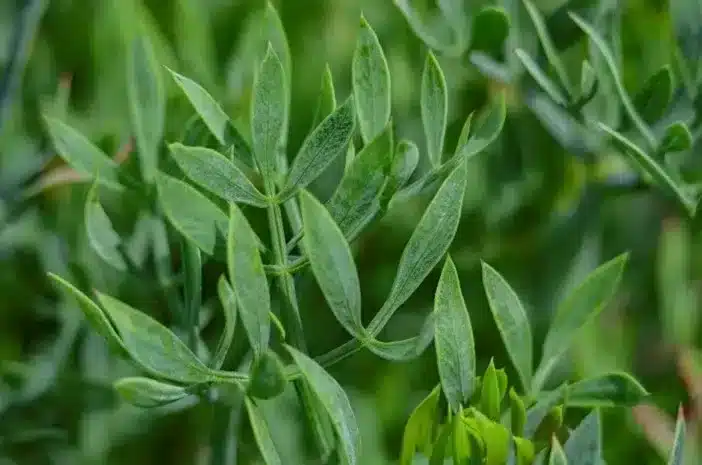 Sea fennel herb