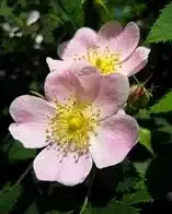Rosa canina herb