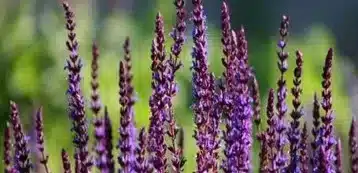 Salvia the pharmaceutical herb