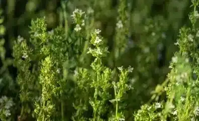 Thymus sibthorpii herb